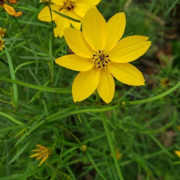 Coreopsis verticillata Flower