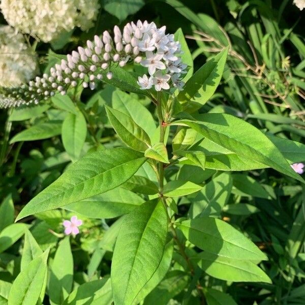 Lysimachia clethroides Leaf