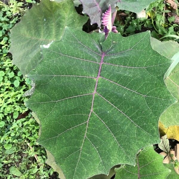 Solanum quitoense Blatt