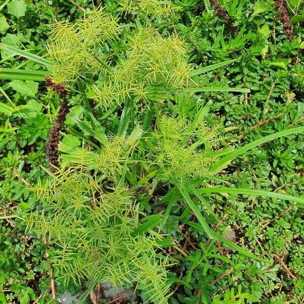 Cyperus odoratus Leaf