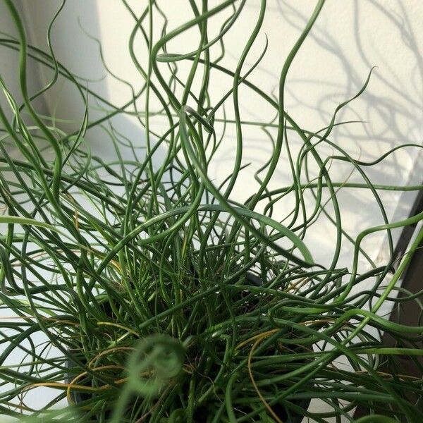 Juncus effusus Folla