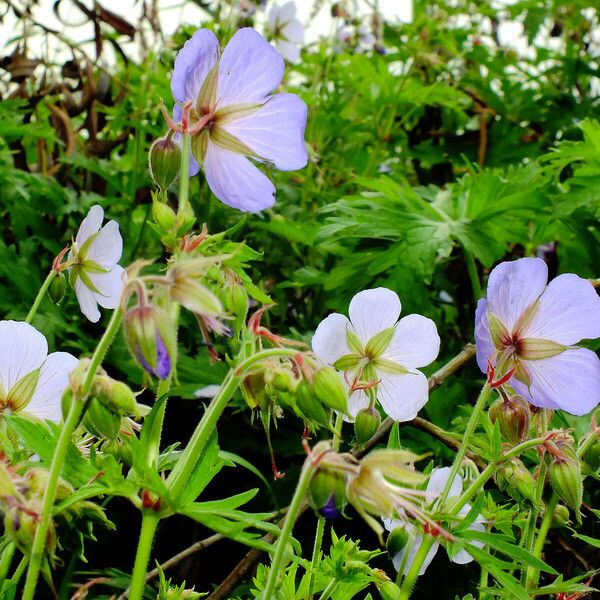 Geranium pratense 花