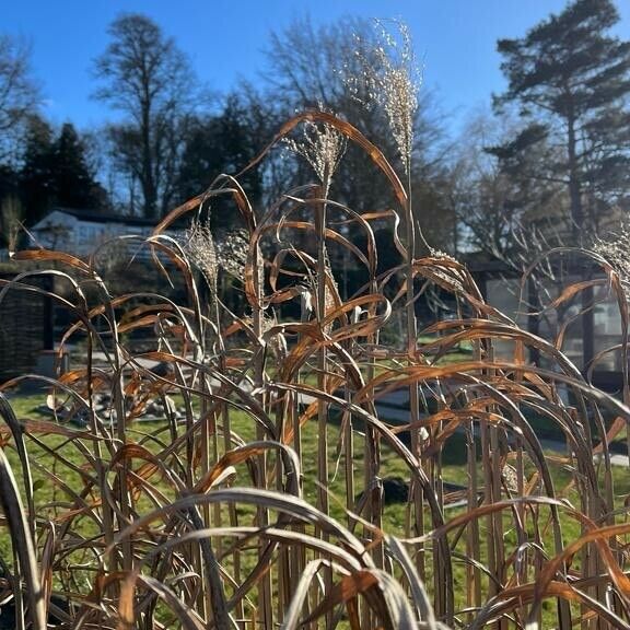 Miscanthus sacchariflorus Blüte