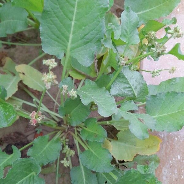 Rumex spinosus Arall