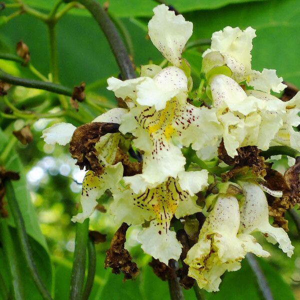 Catalpa ovata Lorea