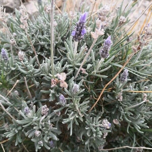 Lavandula dentata Fiore