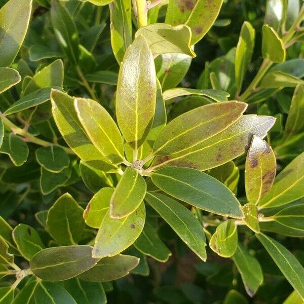 Ilex glabra Folla