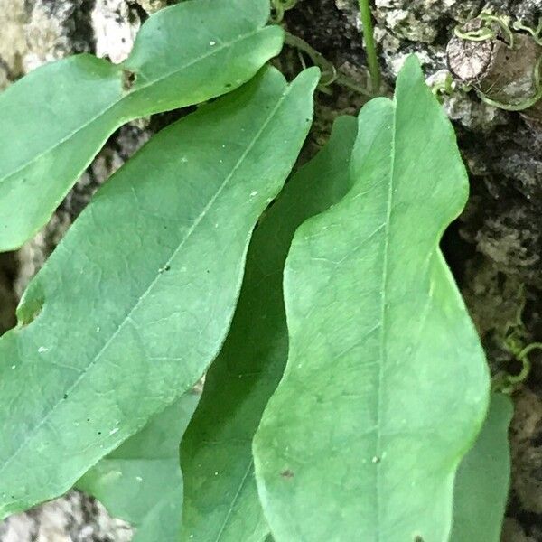 Bignonia capreolata Leht