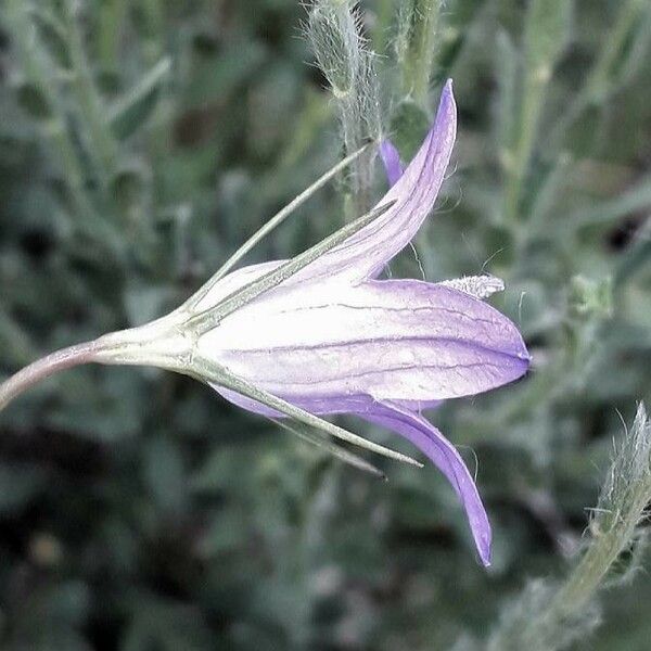 Campanula rapunculus ᱵᱟᱦᱟ