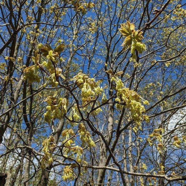 Acer opalus Blomst