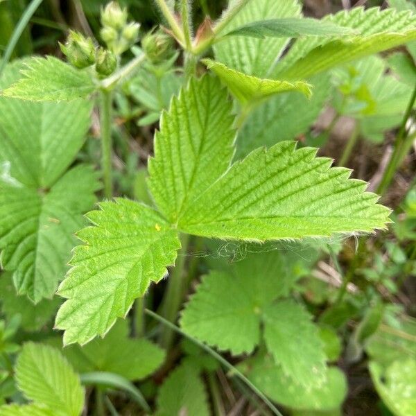 Fragaria viridis Foglia