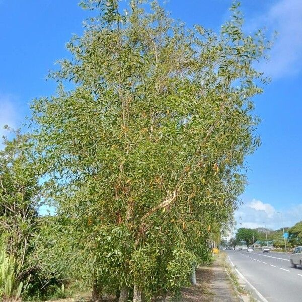 Acacia auriculiformis Лист