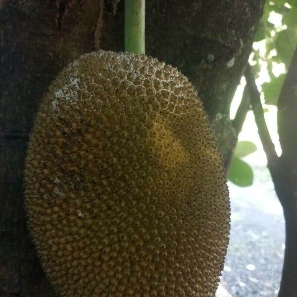 Artocarpus heterophyllus Gyümölcs