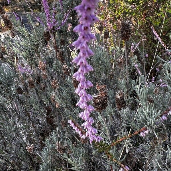 Calluna vulgaris പുഷ്പം