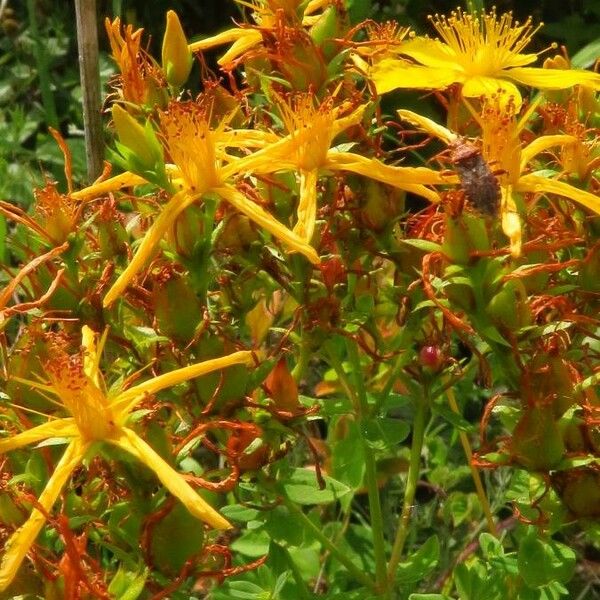 Hypericum perforatum Floare