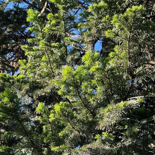 Abies sibirica Leaf