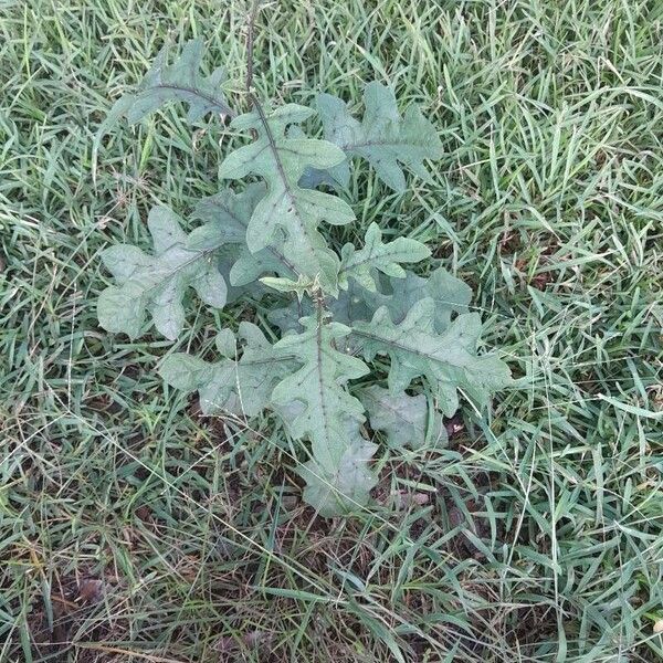 Solanum campechiense Folio