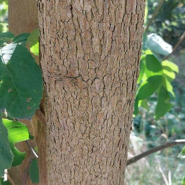 Fraxinus pennsylvanica Lubje