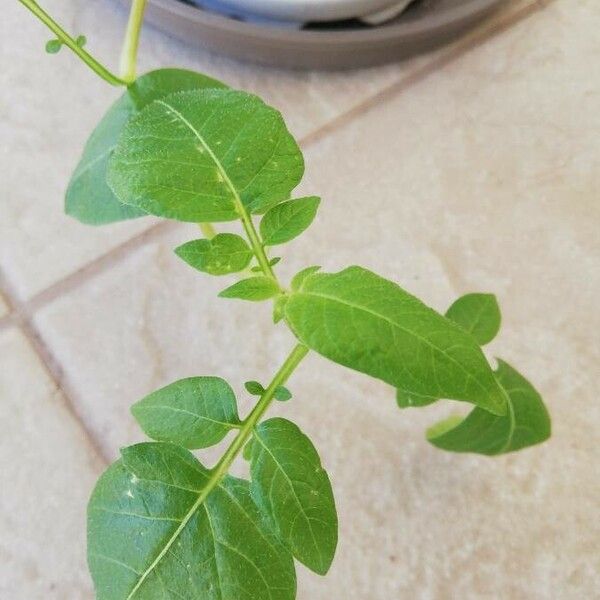 Solanum tuberosum Leaf