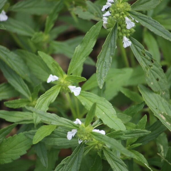 Leucas lavandulifolia Leht