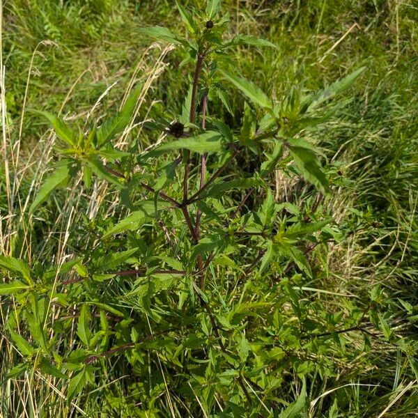 Bidens tripartita Hábito