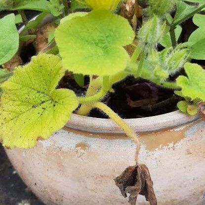 Cucumis melo Blomma