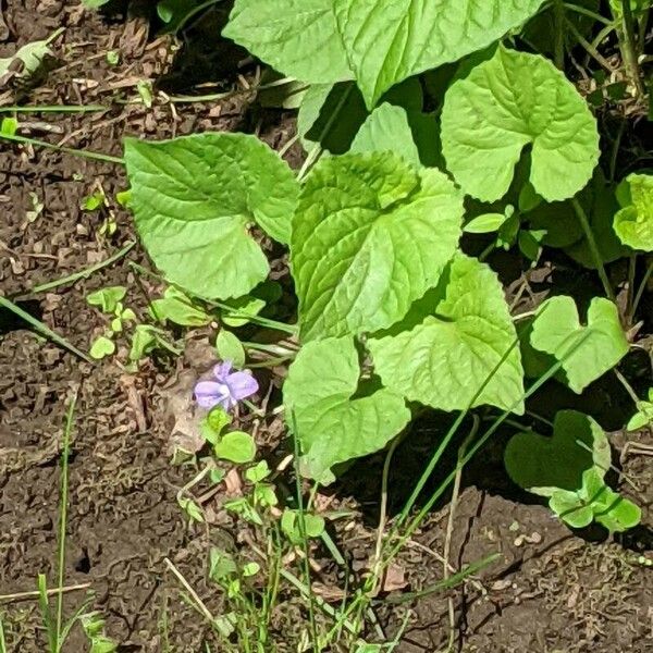 Viola riviniana Цвят