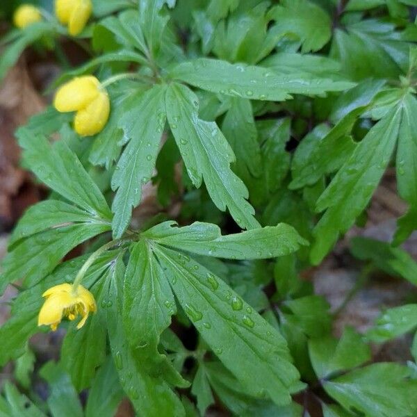 Anemonoides ranunculoides Hoja