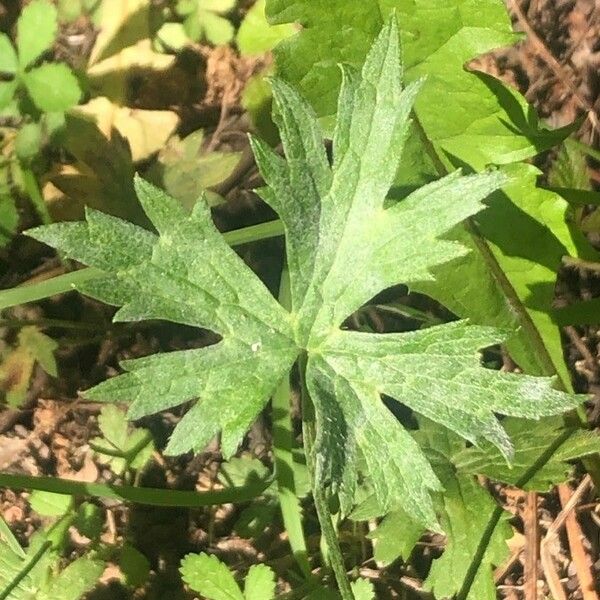 Ranunculus acris Φύλλο