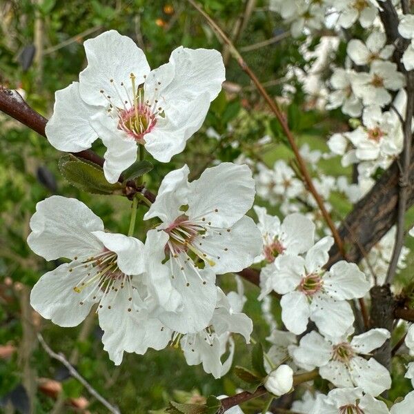 Prunus cerasus Květ