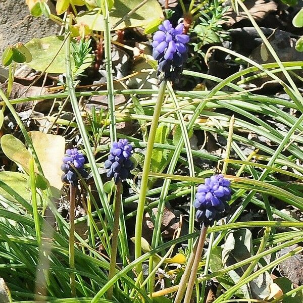 Muscari neglectum Bloem