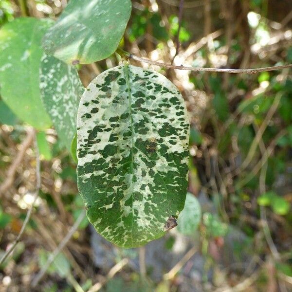 Breynia disticha Leaf