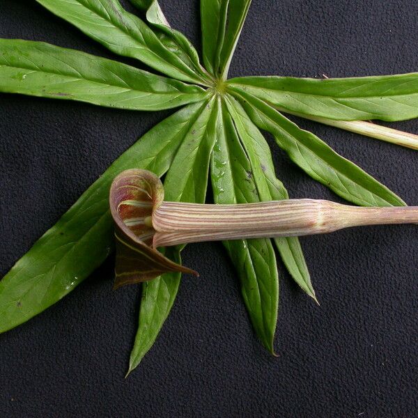 Arisaema concinnum Leaf
