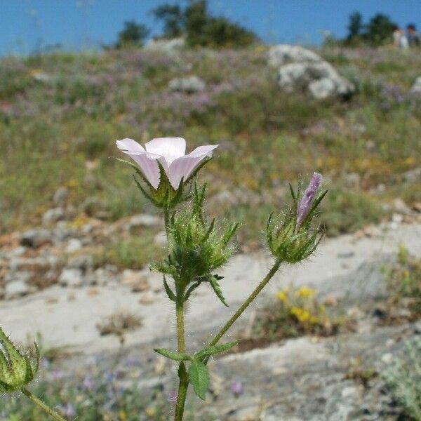 Malva setigera Blomma