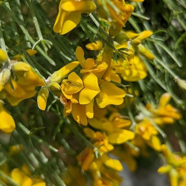 Genista radiata Blomst