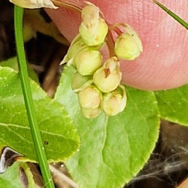 Orthilia secunda Flor