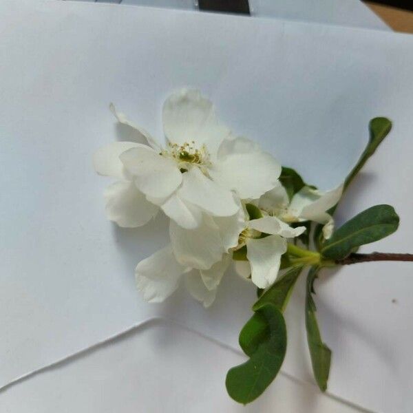 Exochorda racemosa Lorea