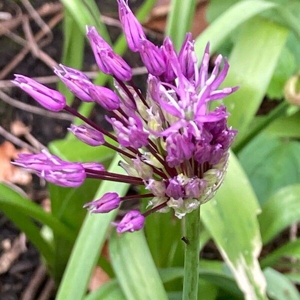 Allium nigrum Blüte