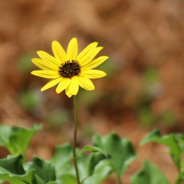 Helianthus debilis 花