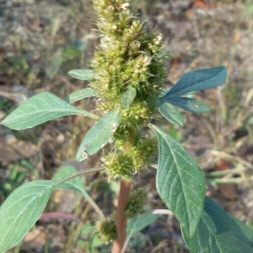 Amaranthus spinosus Цвят