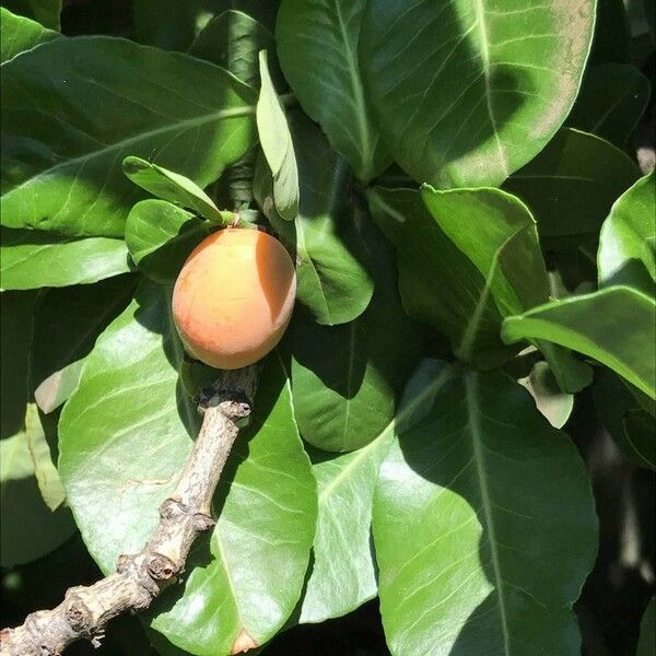 Garcinia livingstonei Vili