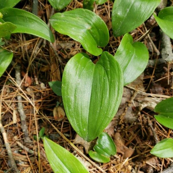 Maianthemum canadense ഇല