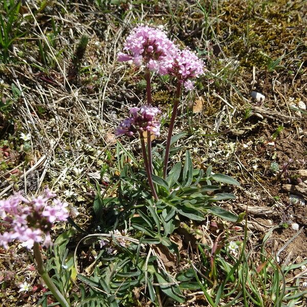 Valeriana tuberosa Habitus