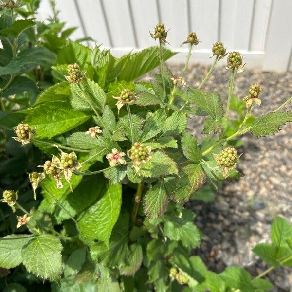 Rubus occidentalis Fruit