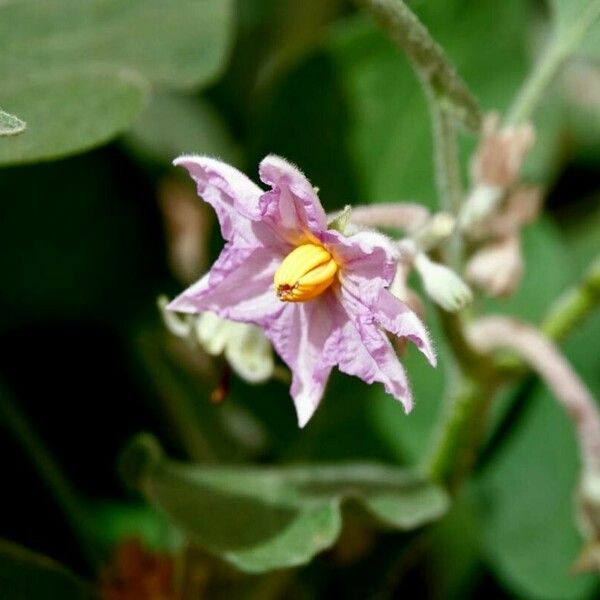 Solanum melongena ফুল