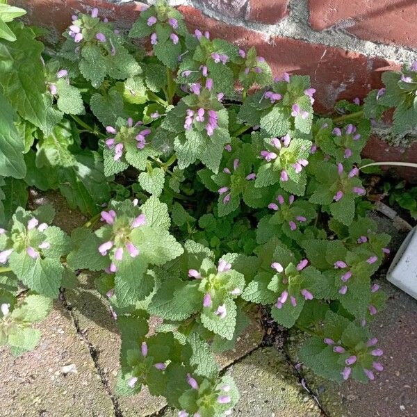 Lamium hybridum Flower