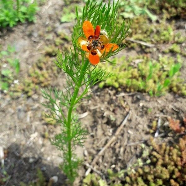 Adonis aestivalis Fuelha