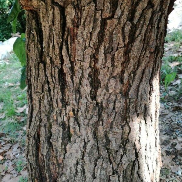 Morus alba Bark