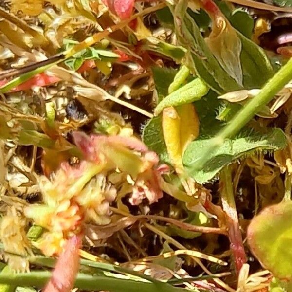 Rumex bucephalophorus Leaf