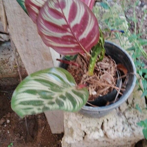 Goeppertia makoyana Leaf